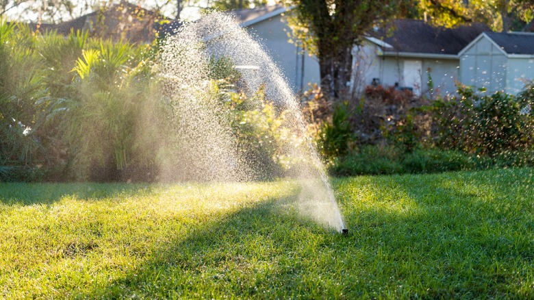 Lawn grass watering with automated sprinkler