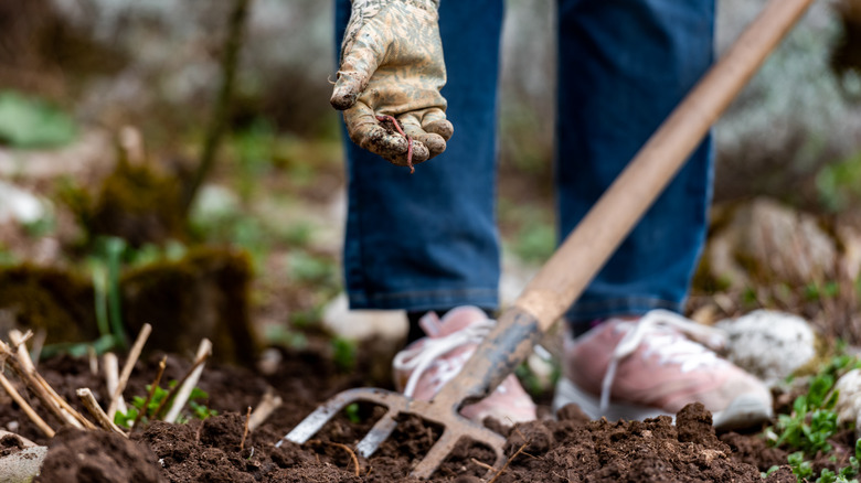 Man forking soil and holding up earthworm