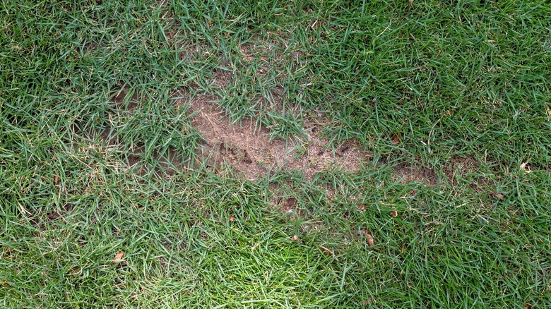 Bare spot on a lawn
