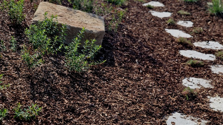 Mulched garden scene with stepping stones