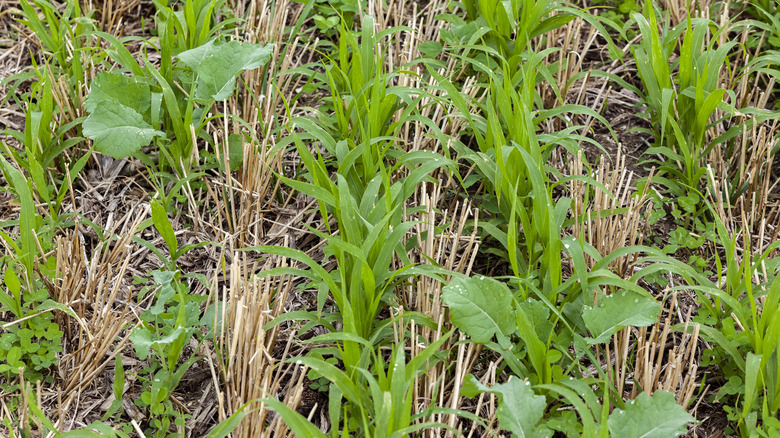 Close-up of cover crops growing between rows winter wheat stubble.