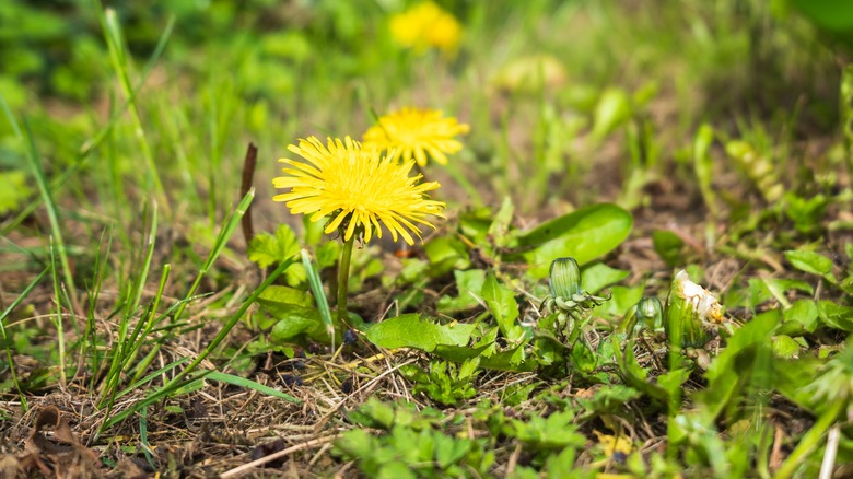Dandelion plant in bloom
