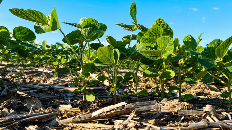 Young soybean plants in a no-till agricultural field.