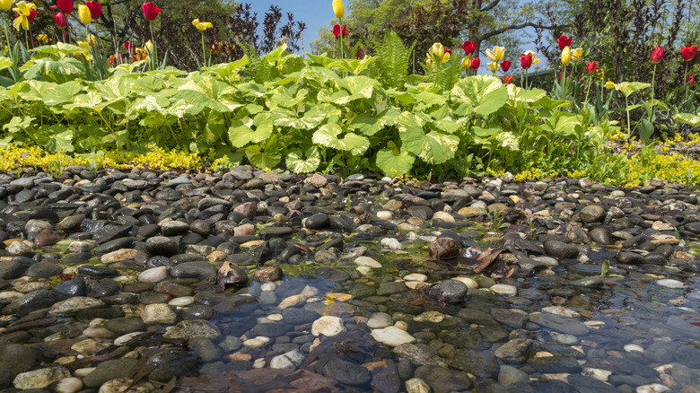 Water-loving plants on the edge of a water-filled swale covered in pebbles.