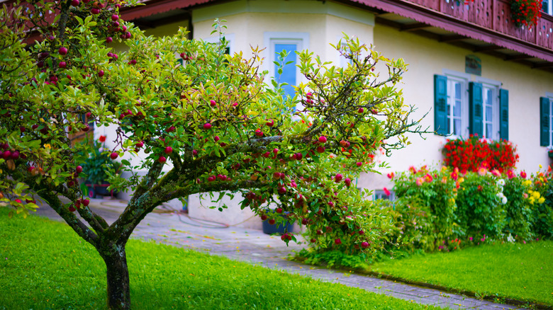Apple tree in front garden