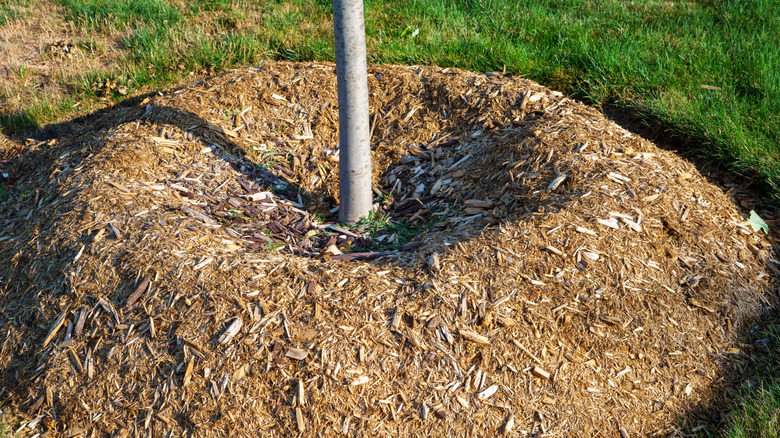 A young tree trunk surrounded by a donut of mulch
