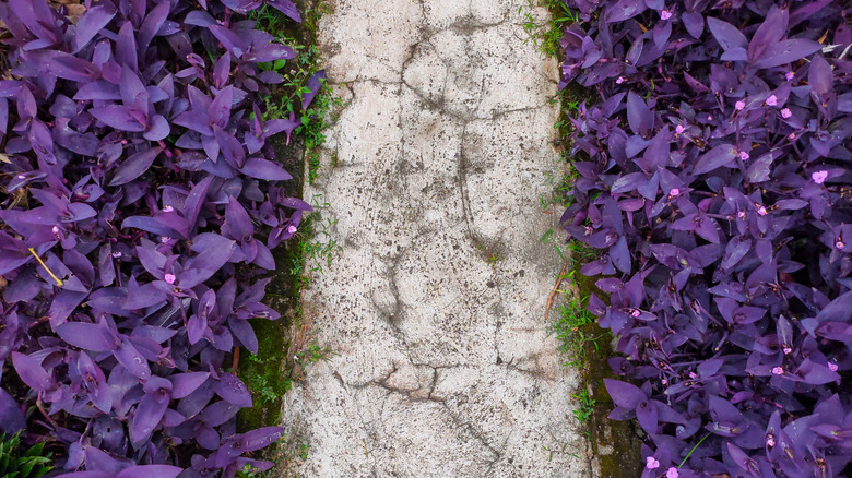 Concrete pathway flanked by purple heart plants.
