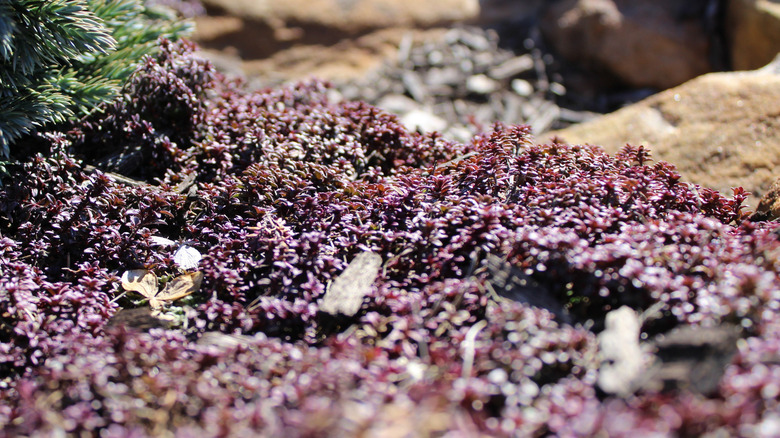 Using creeping thyme as ground cover