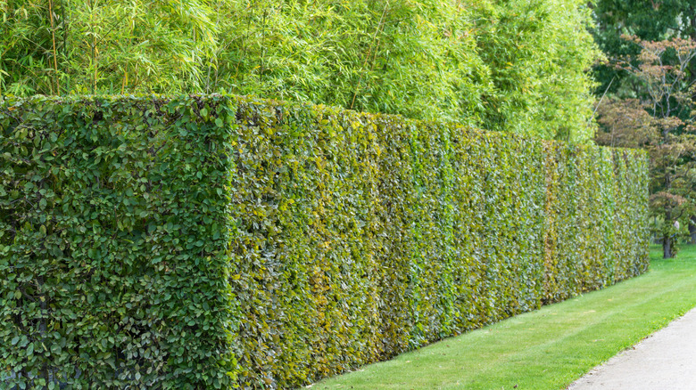 Smart neat hedge in the garden