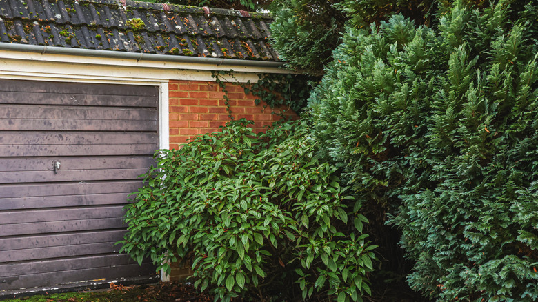 Overgrown bush near house that needs pruning back