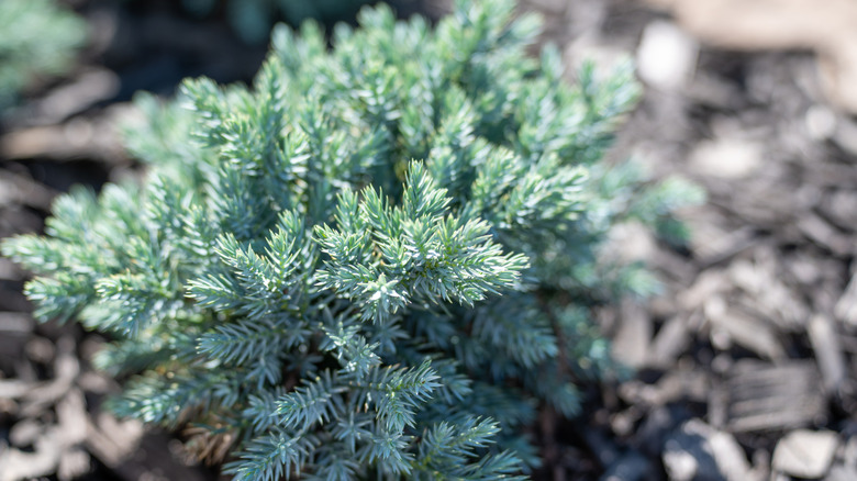 Blue star juniper growing in bark chips