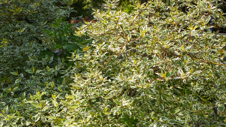 Native dogwood shrub in a sunny garden