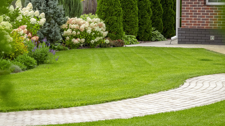 Lush green garden lawn