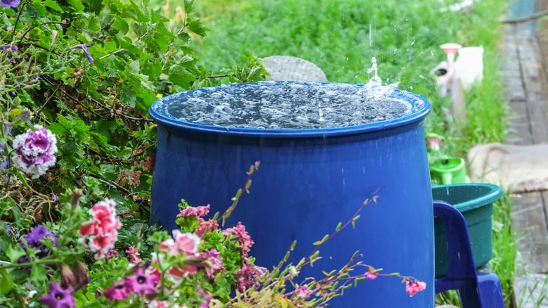 bucket of stored rainwater