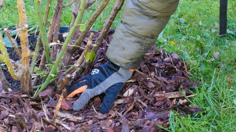 Mulching around plants in winter