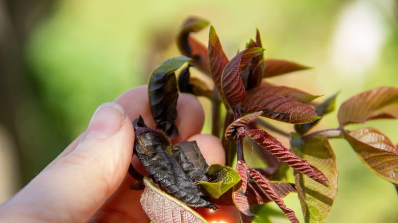Frost damaged leaves on a plant that need to be cut off