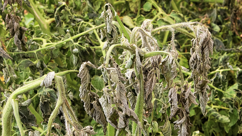 Damaged tomato plants after a frost