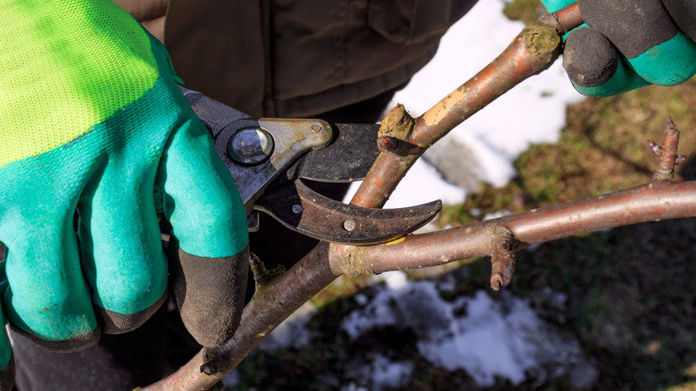 Gardener pruning a tree in winter