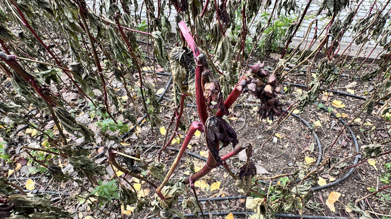 Frost damaged castor bean plant