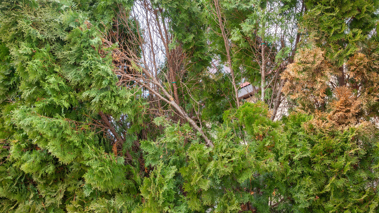 Evergreen with srigns of frost damage