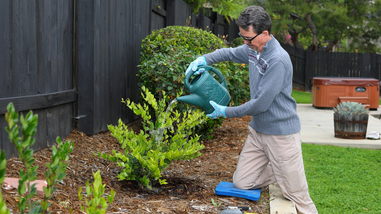 Gardener watering and mulching plants in garden