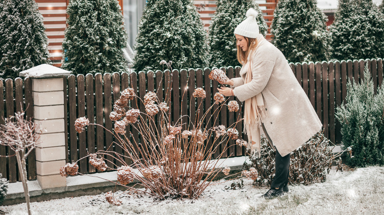 Woman in a snowy garden looking at a brown frozen hydrangea