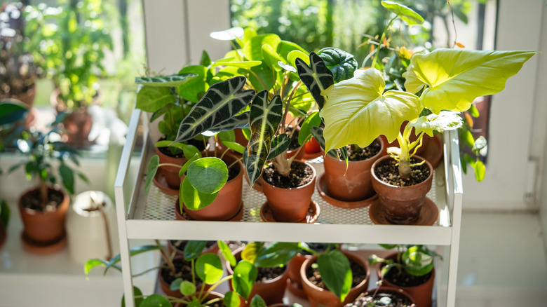 Potted plants grouped together in greenhouse for warnth