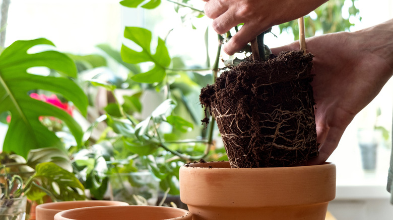 Putting plants in plant pots in the greenhouse