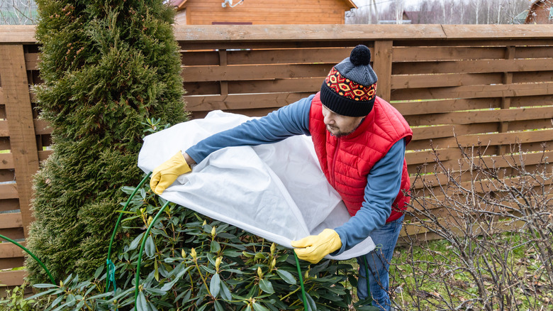 Gardener putting a frost blanket on plant to protect it