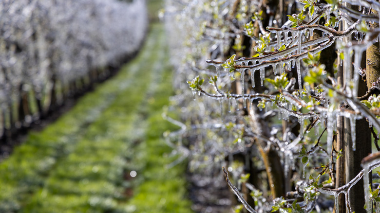 Fruit trees covered in ice in frost