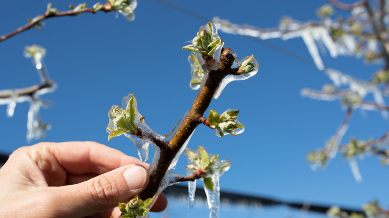 Close up of frozen buds on an apple tree