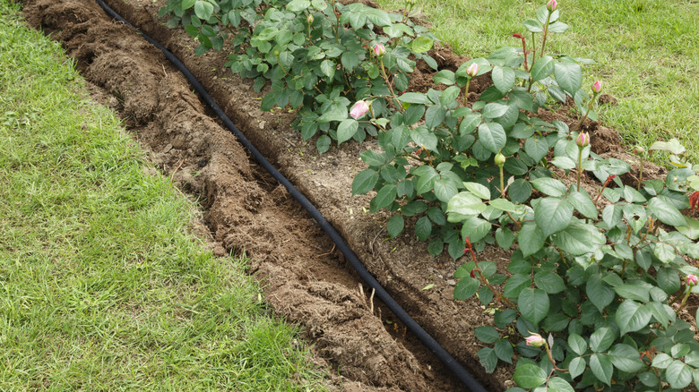 Soaker hose in a garden bed