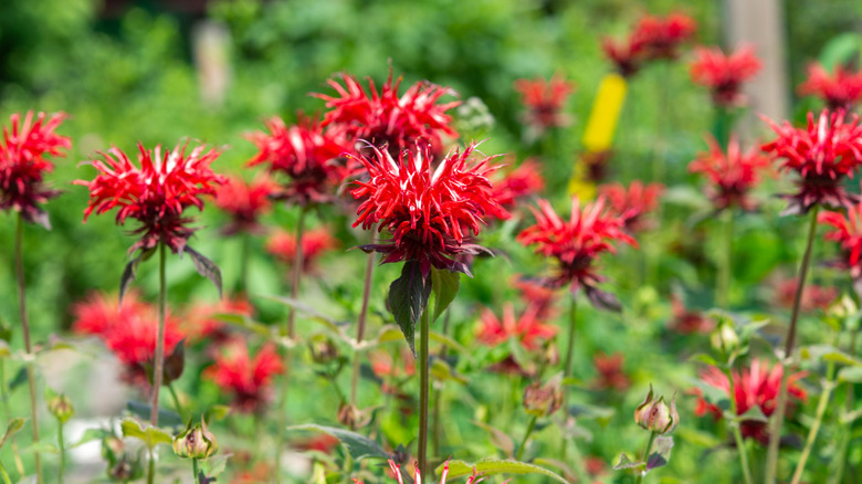Red beebalm flowers
