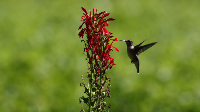 Hummingbird feeding from cardinal flowers