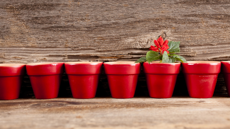 Group of red flower pots and one with a red flower
