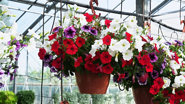Red hanging basket with petunias