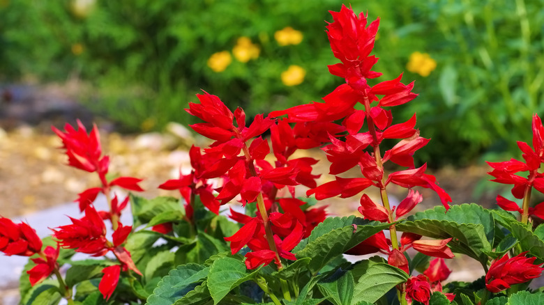 Scarlet sage flowers