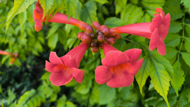 Red trumpet creeper flowers