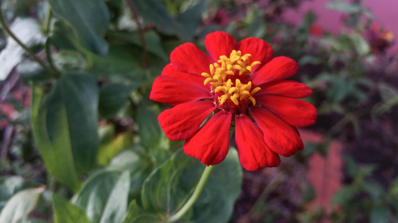 Red zinnia in full bloom