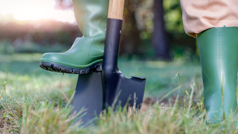 Person wearing rainboots digging in a lawn