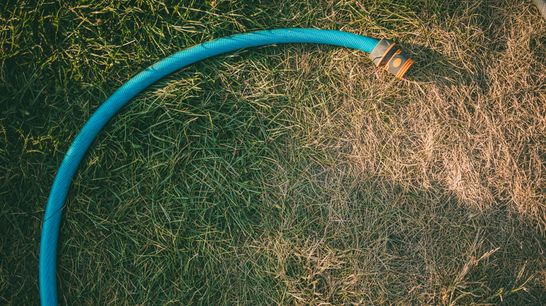 Blue watering hose on patch of dry, brown grass