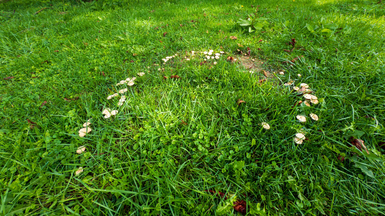 Fairy ring made from mushrooms on grass