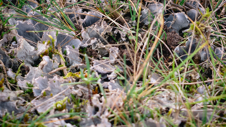 Close up of dog lichen on  grass