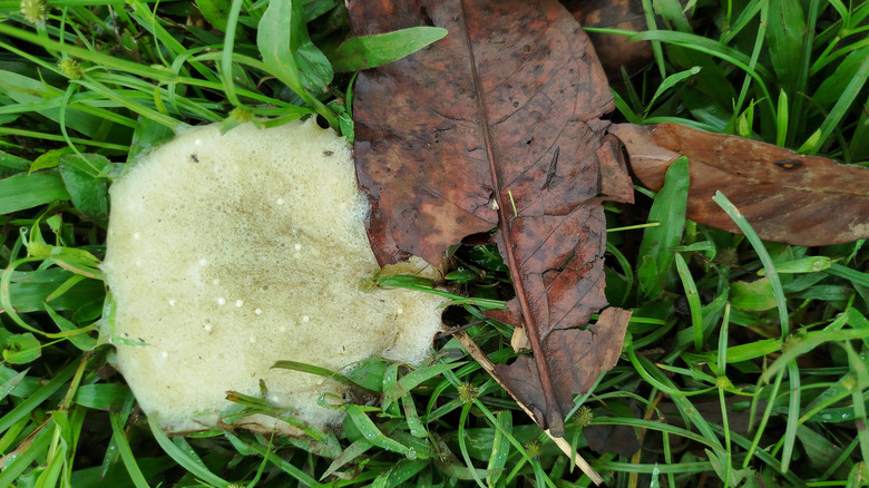 Slime mold on wet grass
