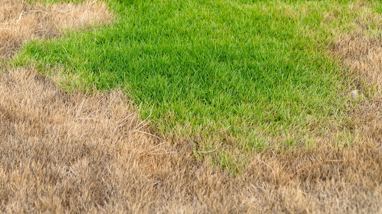 Patchy brown ring on lawn with green center