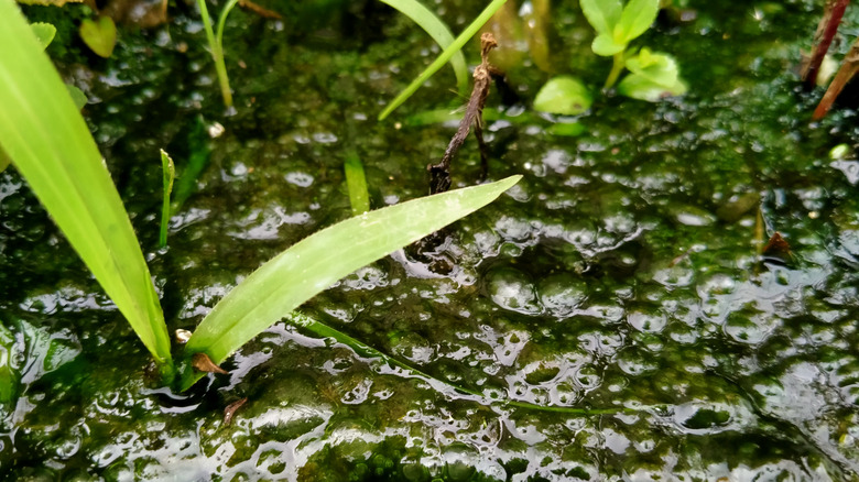 Close up of Cyanobacterium gowing on a bare patch of lawn