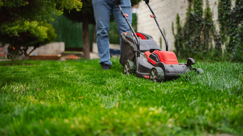 Person mowing a green lawn with a yellowing patch of grass in the foreground