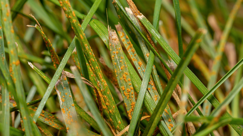 Close up of lawn rust disease