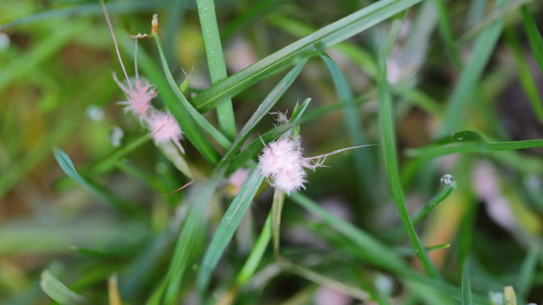 Red thread disease on the tip of the grass blades