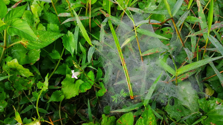 Mycelium growing on grass